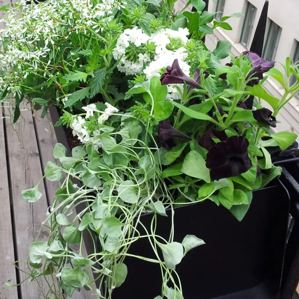SMD Design Balcony Furniture*Jorda window box, 60 cm Black