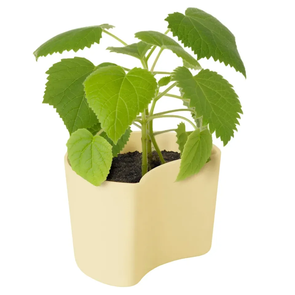 RIG-TIG Garden Details & Accessories*YOUR TREE pot with seeds, (Beech) Yellow