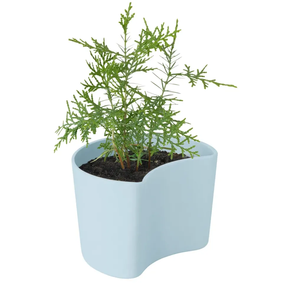 RIG-TIG Garden Details & Accessories*YOUR TREE pot with seeds, (Pine) Blue